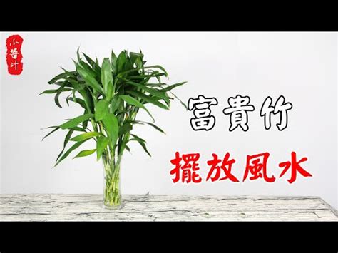 開運竹禁忌|開運竹照護全攻略：園藝專家教你養好招財綠